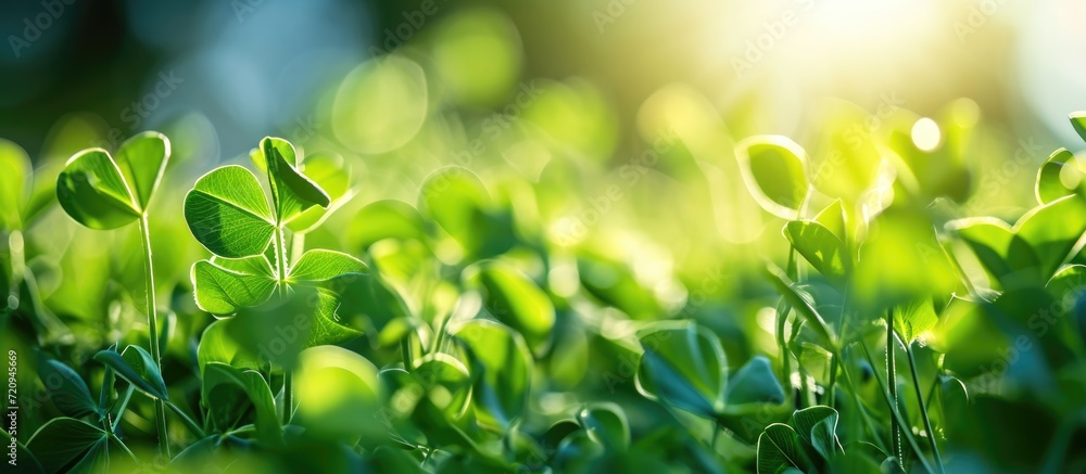 Close-up of young pea leaves with selective focus, against a bright sky and shallow depth. Close-up of young pea leaves with selective focus, against a bright sky and shallow depth.