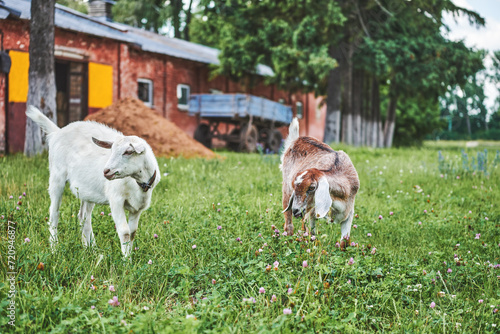 Two young goats graze in a meadow in summer. White and Anglo-Nubian goats eating grass on a farm