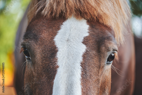 Close-up of horse eyes. Chestnut horse with a white stripe looks at the camera