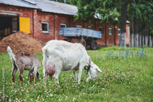 Two goats graze in a meadow in summer. White goat and kid eating grass on a farm. Rural scene