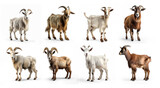 Collection of  goat against on transparency background PNG