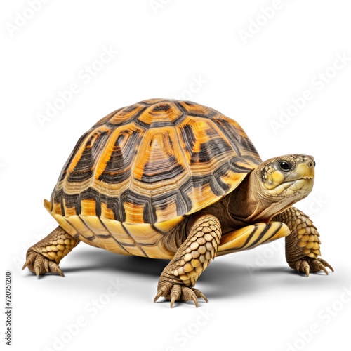  turtle without shadow and without reflection, on transparency background PNG