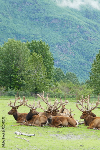 herd of elk resting (ID: 720951273)