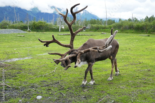 reindeer in the grass (ID: 720951404)