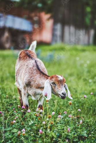 Portrait of a young Anglo-Nubian goat in a meadow on a summer day. Young goat eating clover on a farm
