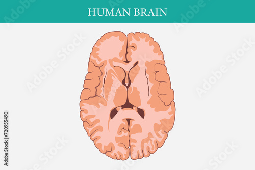 Horizontal cross sections through cerebrum. cross section of human brain. EPS 10