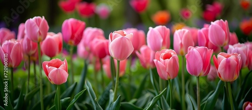 Vibrant Display of Lots of Beautiful Pink Tulips - Mesmerizing Flowers and Plants