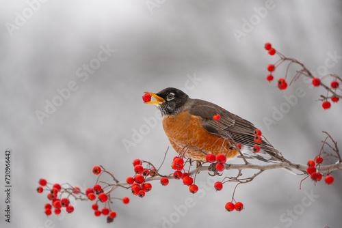American Robin perched on tree branch eating red berries in winter.