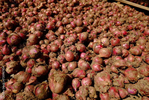 A pile of large, freshly harvested shallots