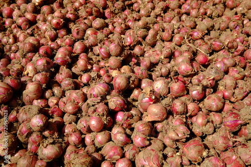 A pile of large, freshly harvested shallots