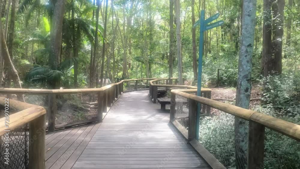 Journey Through a Serene Forest Path