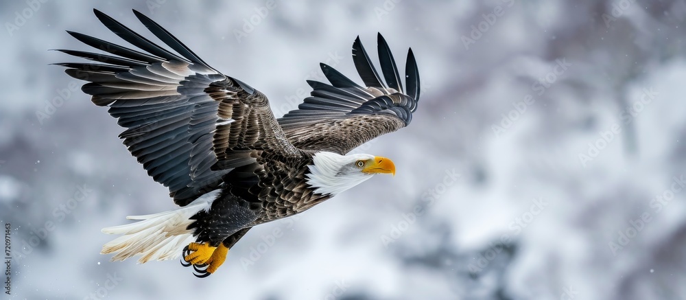 Majestic Steller's Sea Eagle Soaring Over Hokkaido: Captivating Steller's Sea Eagle Captured in Hokkaido's Breathtaking Scenery Majestic Steller's Sea Eagle Soaring Over Hokkaido: Captivating Steller's Sea Eagle Captured in Hokkaido's Breathtaking Scenery