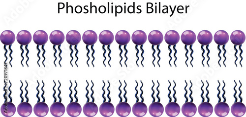 Phospholipids Bilayer In Cell Membrane