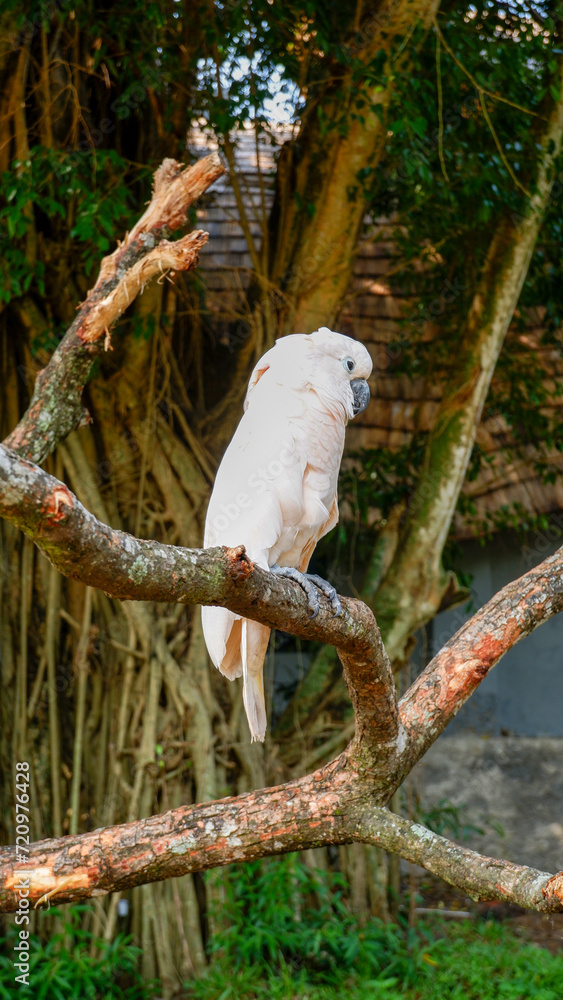White cockatoo in the park. The white cockatoo parrot (Cacatua alba) perches on a tree branch at a zoo in Solo, Indonesia