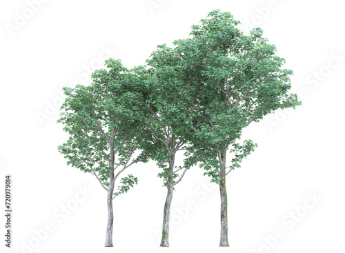 Various types of tree branch plants bushes shrub and and small plants isolated on white background	
