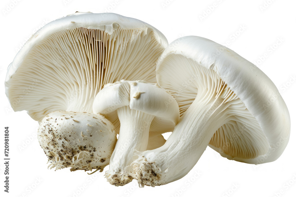 Mushrooms on white, studio advertising light. Backdrop with selective focus and copy space Mushrooms on white, studio advertising light. Backdrop with selective focus and copy space