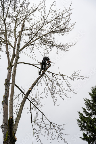 Professional tree removal  worker high up in a cottonwood tree with chainsaw cutting a chunk off a large branch 