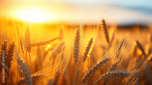 Ripe ears of wheat on a background of the setting sun. Generative AI