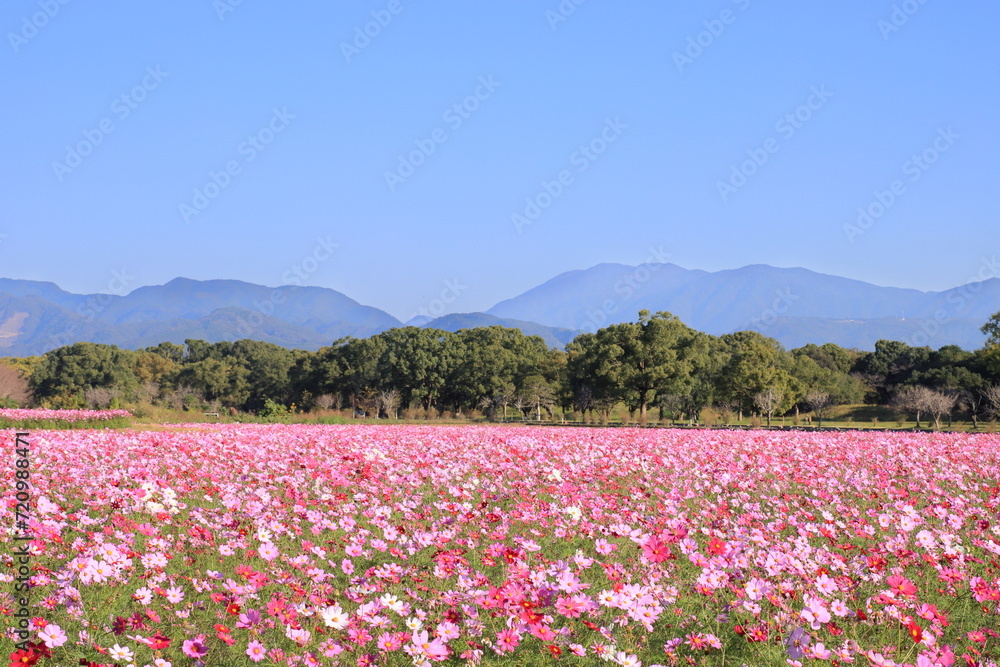 青空とコスモス畑 青空とコスモス畑