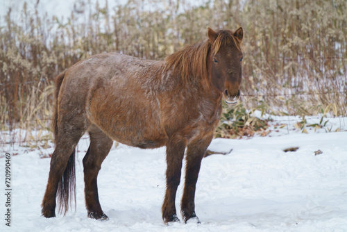 雪原の中、雪化粧した馬が静かに佇む風景