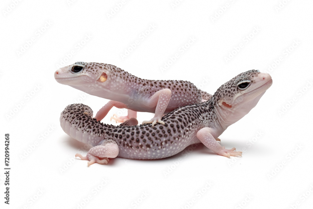 a pair of eublepharis macularius pied closeup on isolated background a pair of eublepharis macularius pied closeup on isolated background