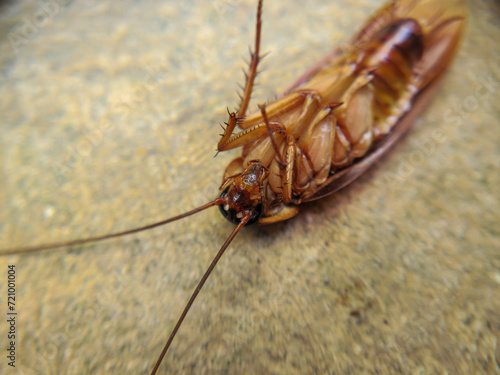 Cockroach dead. Cockroach upside down on the floor