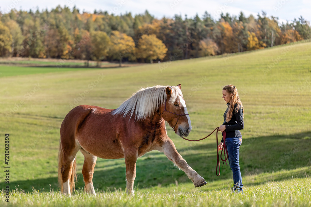 A young adult woman in horsemanship trick training with her chestnut brown noriker coldblood draught horse in autumn outdoors