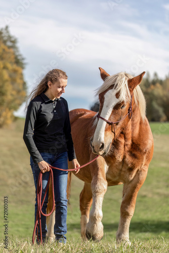 A young adult woman in horsemanship trick training with her chestnut brown noriker coldblood draught horse in autumn outdoors