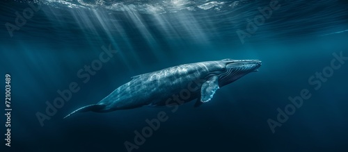 Captivating Blue Whale Majestically Gliding in Stunning Underwater Habitat - Blue Whale, Underwater, Blue Whale, Underwater, Blue Whale, Underwater © AkuAku