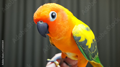 Close up of sun conure bird  beautiful orange  yellow and green parrot 