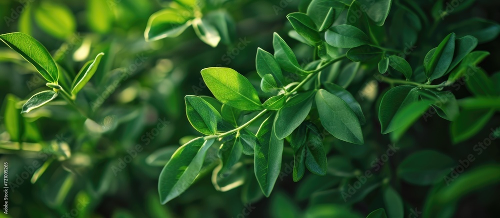 Senna tea's medicinal leaves
