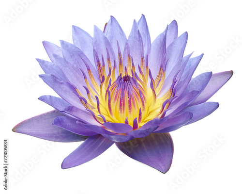 Purple water lily  Blooming water lily flower isolated on white background  with clipping path