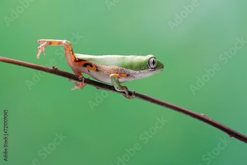 Phyllomedusa hypochondrialis climbing on branch, Northern orange-legged leaf frog or tiger-legged monkey frog closeup 