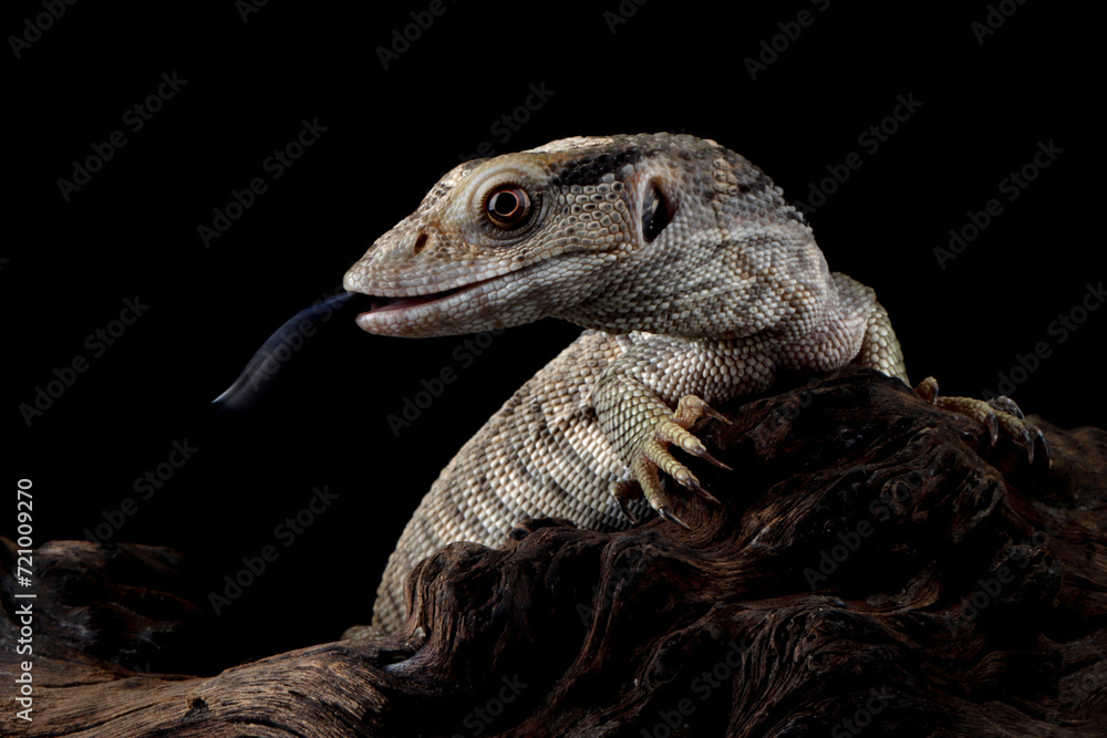 Obraz premium Savannah monitor (Varanus exanthematicus) closeup on isolated background, Savannah monitor closeup on wood