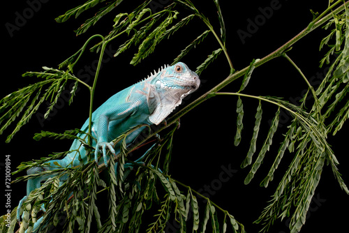 Blue Iguana closeup on branch with black backgrond, Blue Iguana 