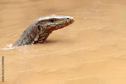 Head of a young monitor lizard is seen swimming in a puddle of water