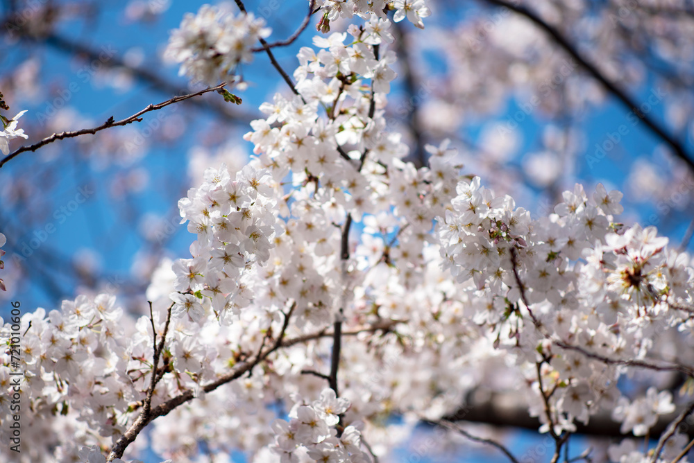 横浜 大岡川の桜1 横浜 大岡川の桜1
