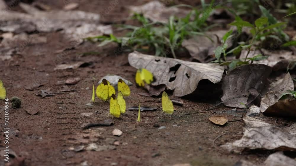 Fluttering Butterflies Emerging from Cocoon Fluttering Butterflies Emerging from Cocoon