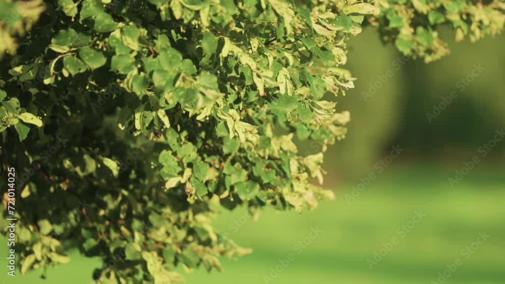 A parallax shot of the blooming Linden tree in the summer garden. Bokeh background. A parallax shot of the blooming Linden tree in the summer garden. Bokeh background.