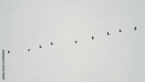 A flock of migrating geese in the pale grey sky. photo