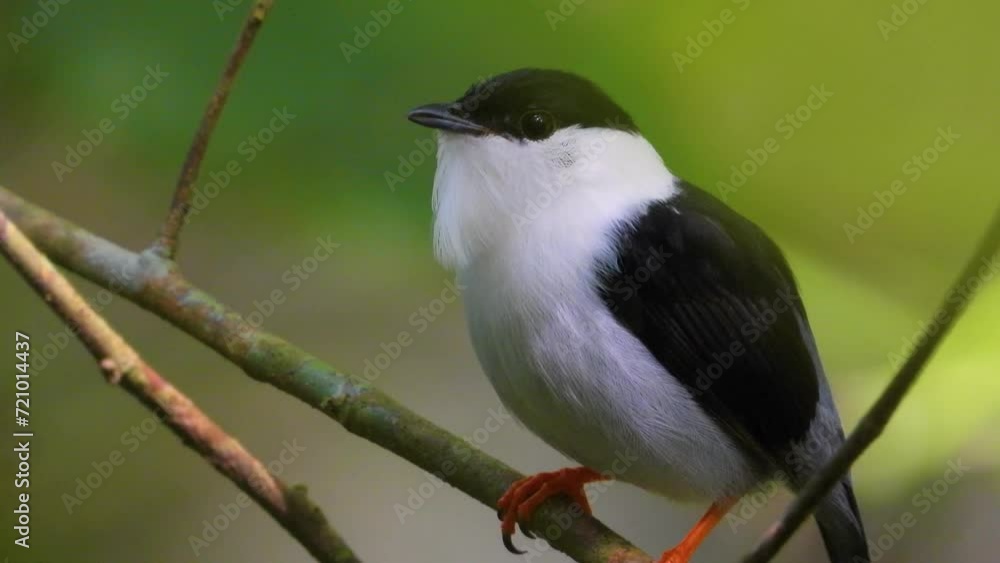 White Bearded Manakin Bird Closeup Shot at Green Tayrona National Park, Colombia White Bearded Manakin Bird Closeup Shot at Green Tayrona National Park, Colombia