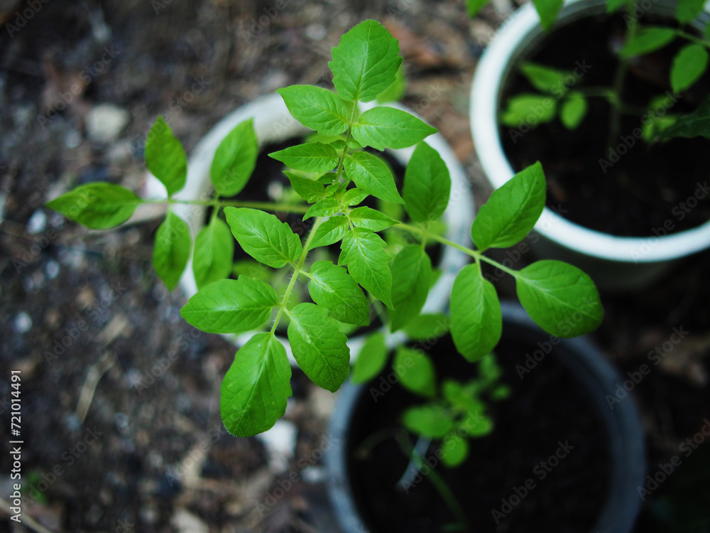 tomato plants in pot and growing up in house garden tomato plants in pot and growing up in house garden