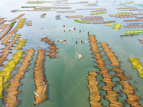 Farmers are busy separating jute fibre from stalks in a water body at Sarkerpara village in Naldanga Upazila of Natore district, Bangladesh. photo