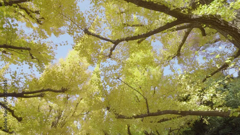 In some neighborhoods of Tokyo, Japan, large Ginko trees grow that in autumn turn intense yellow, giving a very beautiful fairy-tale landscape.