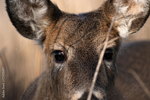 Close Up of Young White-tailed Deer (Odocoileus virginianus)