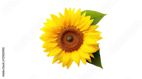 Sunflower isolated on transparent background, Generative ai.