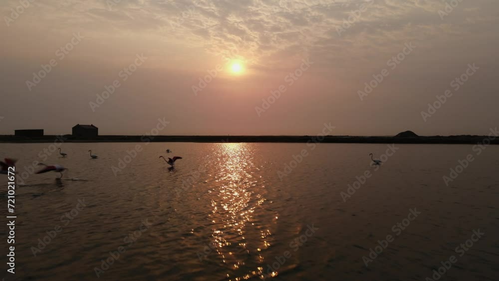 Aerial dolly to setting sun rays shimmering across water as flamingos flap wings in flight Aerial dolly to setting sun rays shimmering across water as flamingos flap wings in flight
