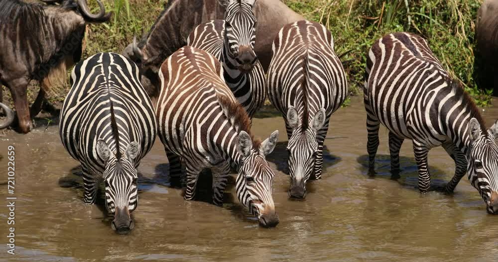 Herd Of Zebras Drinking Water In Masai Mara, Kenya - Close Up Herd Of Zebras Drinking Water In Masai Mara, Kenya - Close Up