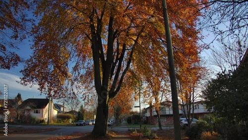 Tall Trees With Autumn Leaves Near Peaceful Neighbourhood In East Vancouver, Canada. Tilt-up Shot photo