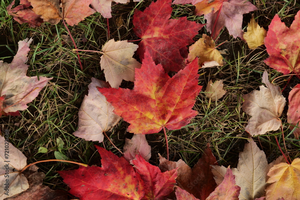Closeup shot of fallen autumn leaves scattered on grassy meadow